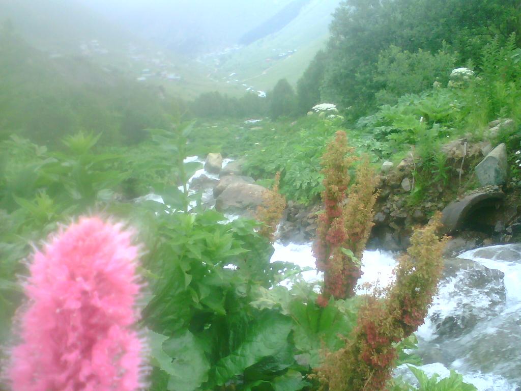 619.jpg
