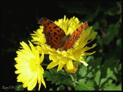 107.gif