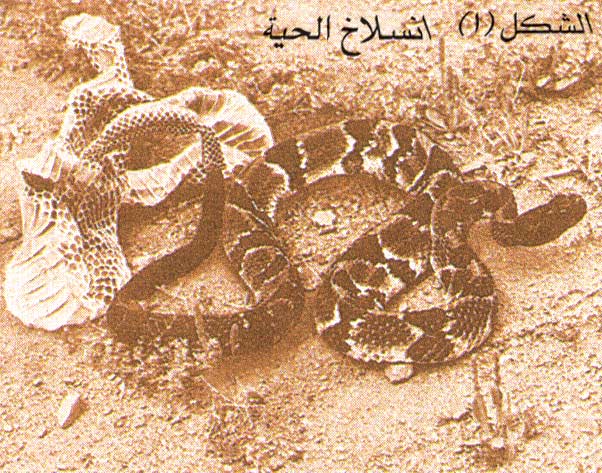 3250.jpg