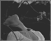 86.gif
