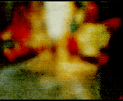 219.gif