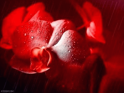 10.gif