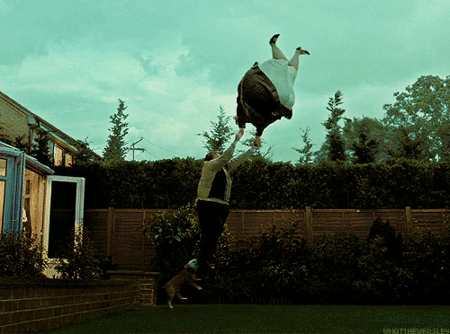 14.gif