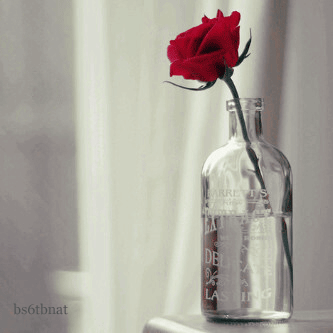 12.gif