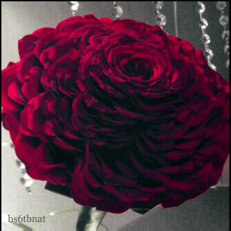 15.gif