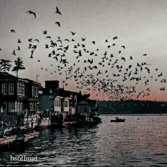 20.gif