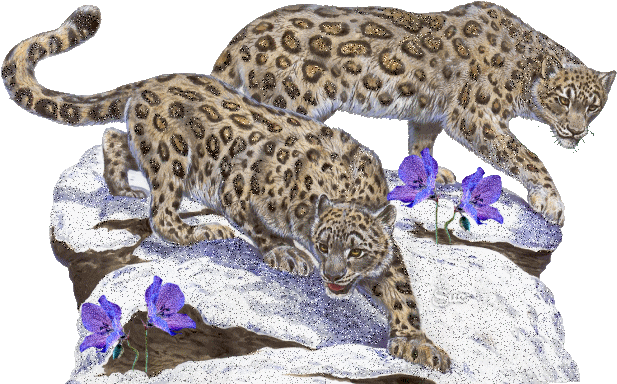 7.gif