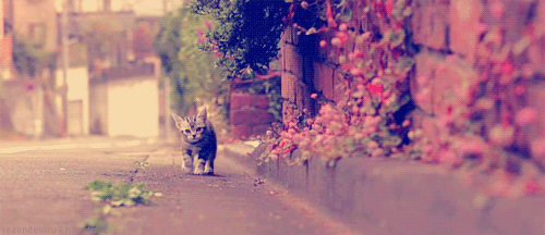 110.gif