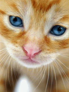 233.gif