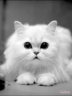 246.gif