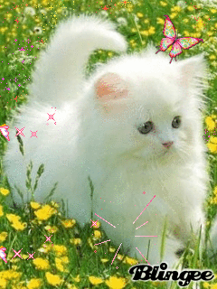 247.gif