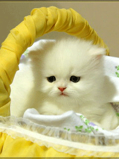 249.gif