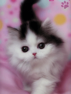 252.gif