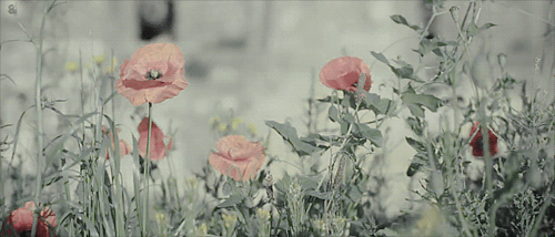 41.gif