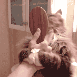 97.gif