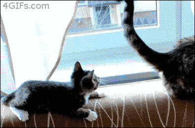 99.gif