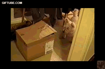 10.gif