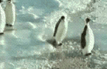 13.gif