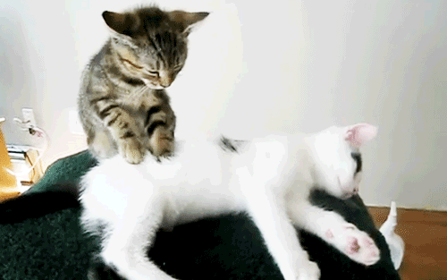 186.gif