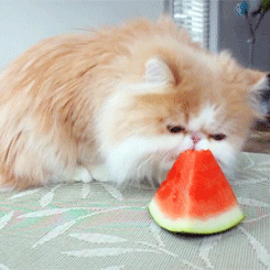 189.gif