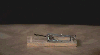 19.gif