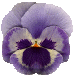 331.gif