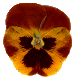 333.gif