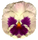 334.gif