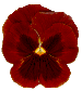336.gif