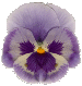 337.gif