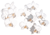 384.gif
