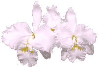 392.gif