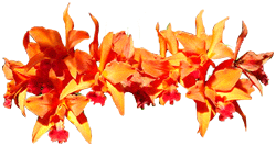 403.gif