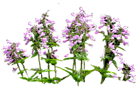 425.gif