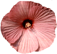 429.gif