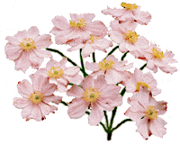 465.gif