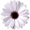 466.gif