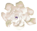 512.gif