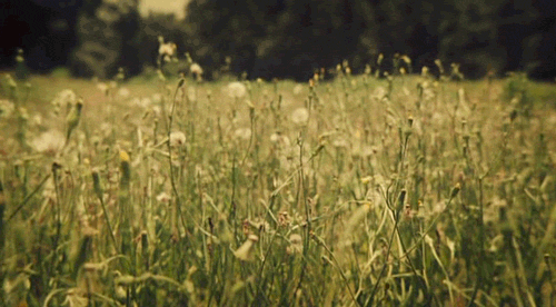 79.gif