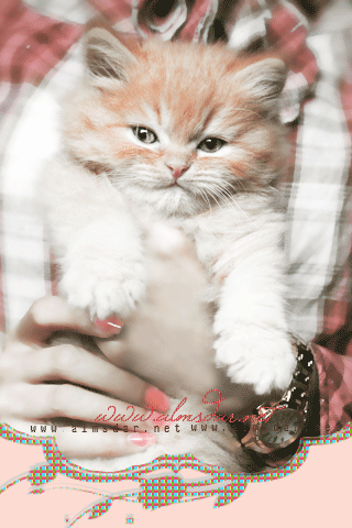156.gif