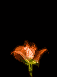 243.gif