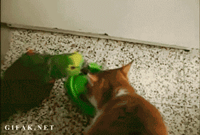 218.gif