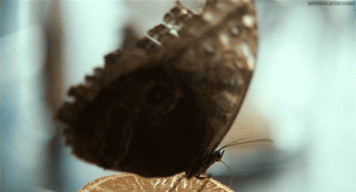 229.gif