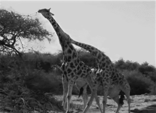 253.gif