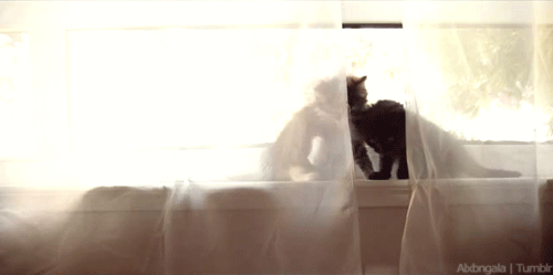 279.gif