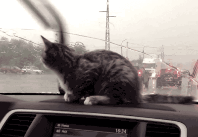 280.gif