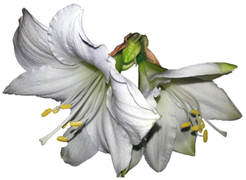 264.png