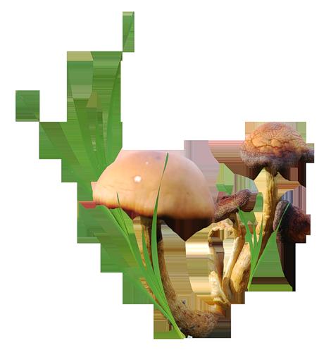 274.jpg