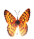 158.gif
