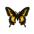 163.gif